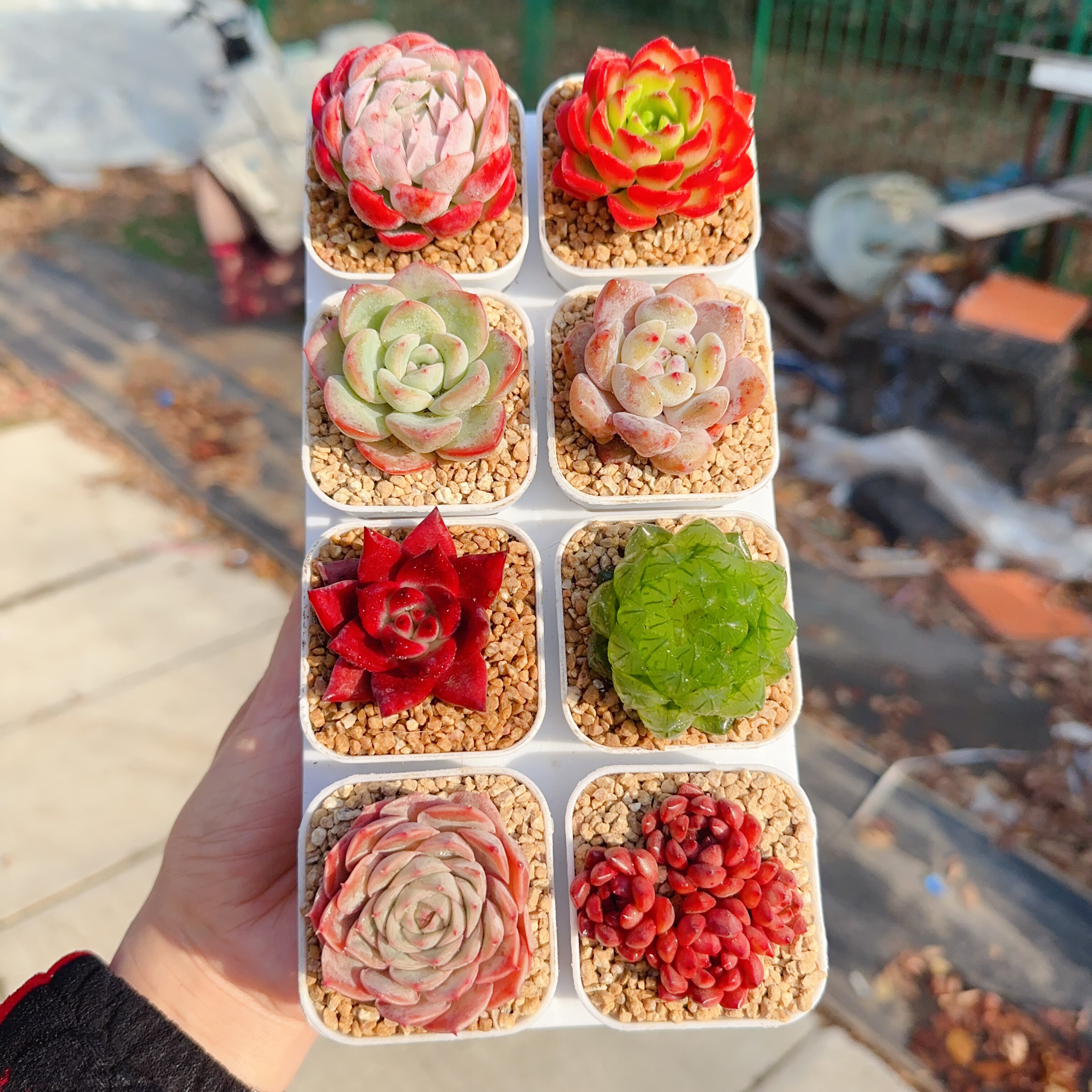 多肉植物 多肉带盆58号套餐8盆 盆5厘米 尺寸3-4厘米,淘宝优惠券,粉丝福利购,淘宝优惠卷