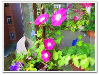 牵牛花种子牛棚自拍照片黄色茑萝爬藤朝颜三粒起拍 虎窝淘