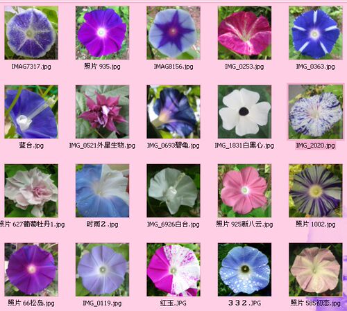 茶園の月【キフセ】【茶覆輪】特大牵牛花种子朝颜爬藤 - 图1