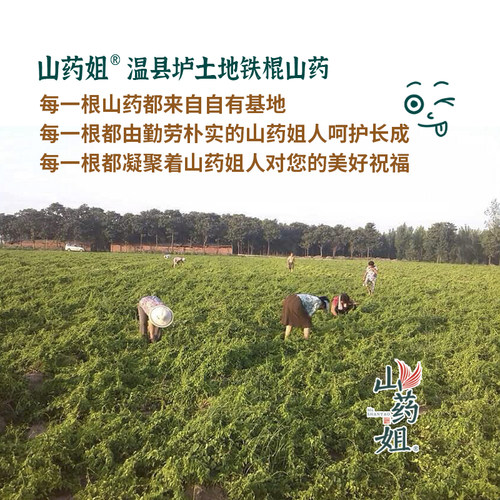 山药姐焦作温县垆土铁棍正宗怀山药河南特产粉糯面山药5斤简装 - 图1
