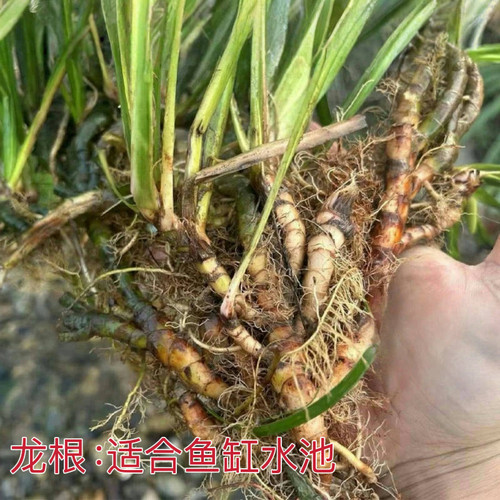 秦岭深山石菖蒲菖中药材挂门可盆栽正宗原生态石菖蒲新鲜包邮 - 图1