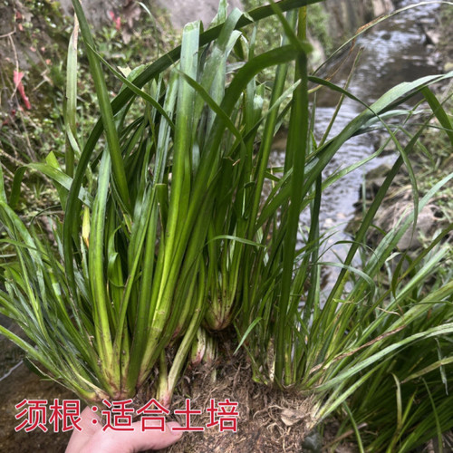 秦岭深山石菖蒲菖中药材挂门可盆栽正宗原生态石菖蒲新鲜包邮 - 图2
