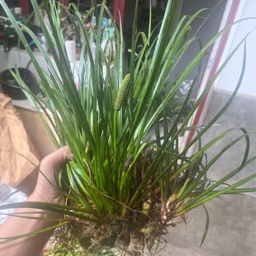 秦岭深山石菖蒲菖中药材挂门可盆栽正宗原生态石菖蒲新鲜包邮 - 图0