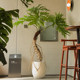 Simulated green plant, fake tree, large dragon scale spring taro potted plant