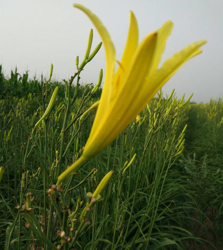 黄花菜种苗根种子金针苗种根高产食用四季蔬菜苗庭院阳台花卉50株-图1