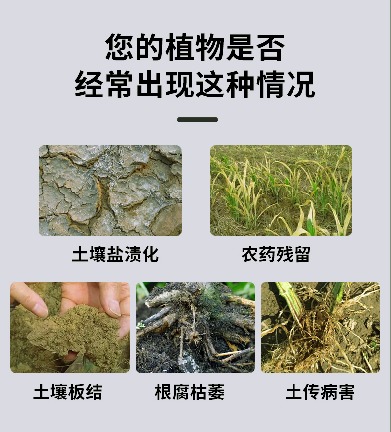 枯草芽孢菌杆菌土传病害根腐病草莓兰花番茄黄瓜农用微生物菌剂 - 图0