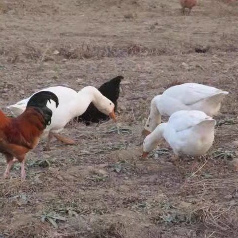 微山湖散养鹅新鲜现杀老鹅大白鹅大鹅肉草鹅土鹅肉活鹅鹅肝肠生鲜,淘宝优惠券,粉丝福利购,淘宝优惠卷