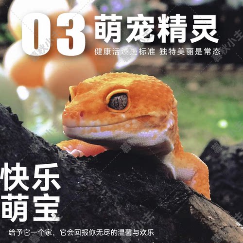暮秋小主网红豹纹守宫蜥蜴活体爬宠活物温顺好养易活懒人新手入门 - 图2