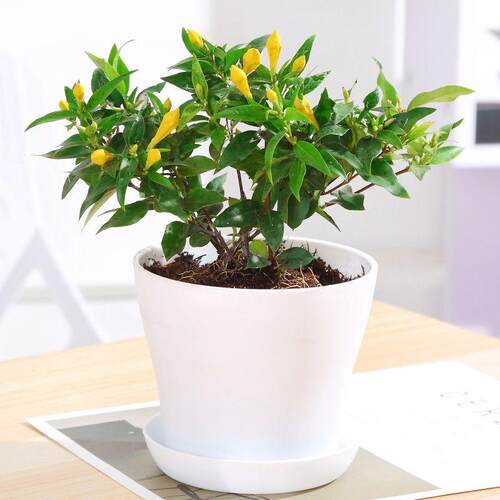 法国香水藤爬藤植物盆栽四季花卉飘香藤茉莉花室内外阳台耐寒植物 - 图0