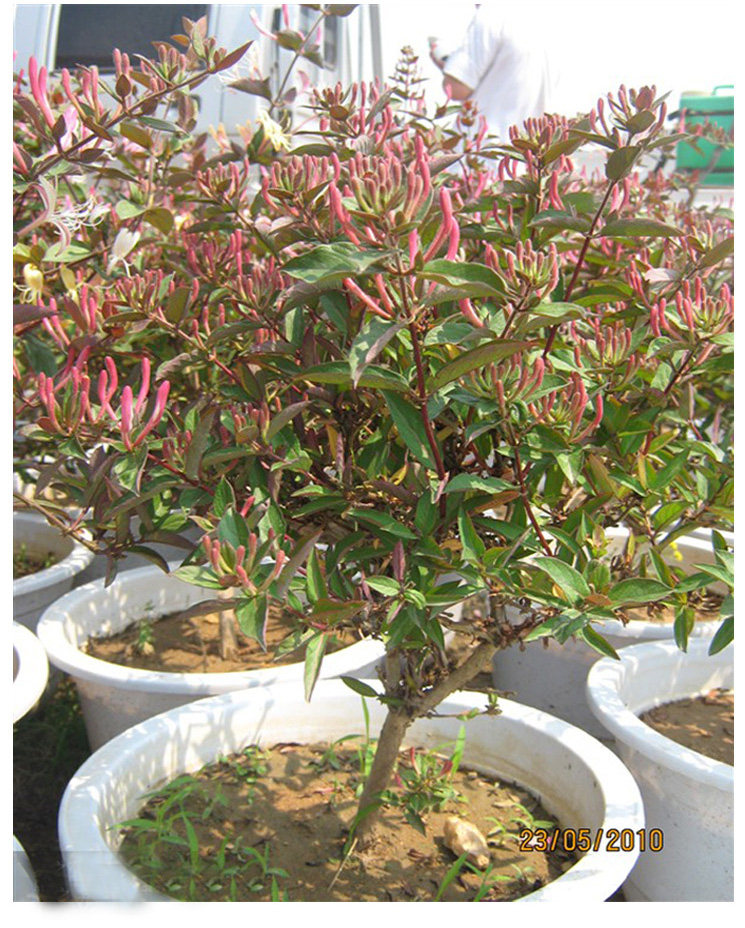 爆款盆栽花卉客厅茶叶鲜花提神非常夏季园艺 金银花盆栽可以泡茶
