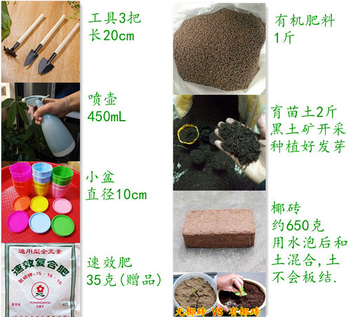彩图原包装蔬菜种子组合套餐阳台盆栽非转基因四季易种菜籽包邮 - 图2