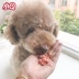 Sentence dog snack bông tuyết hạt thịt Teddy Teddy chất lượng cao hạt thịt bò 100G - Đồ ăn vặt cho chó