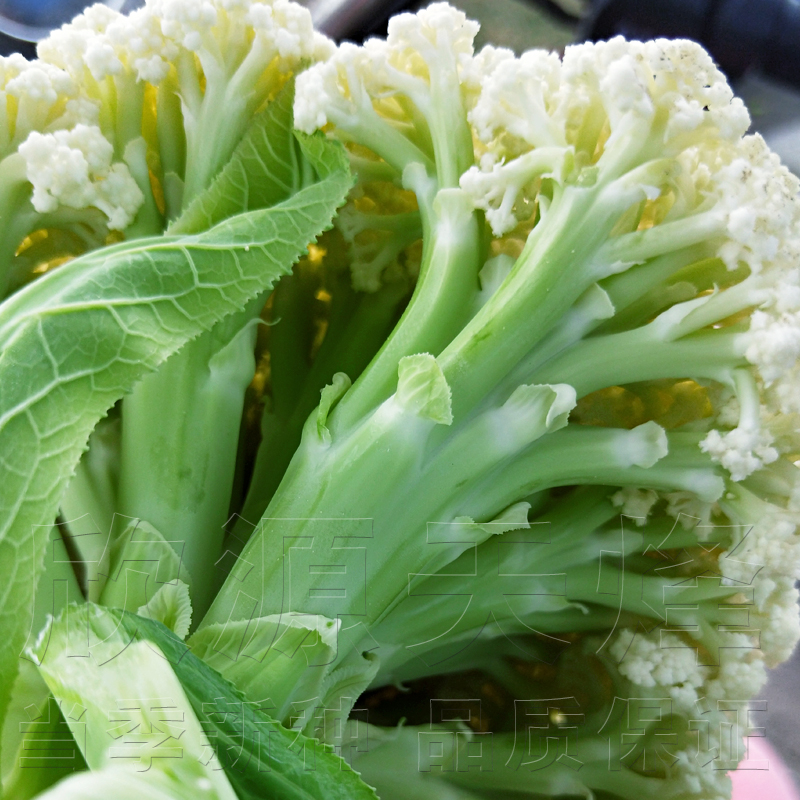 青梗松花菜种籽苗四季春季高产菜花花椰菜蔬菜种孑子田园农家庭院 - 图1