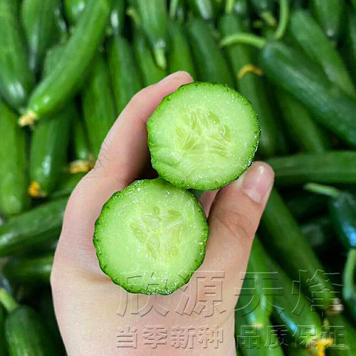 无刺水果黄瓜种子荷兰全雌春夏秋季四季阳台高产小黄瓜蔬菜种籽孑 - 图1