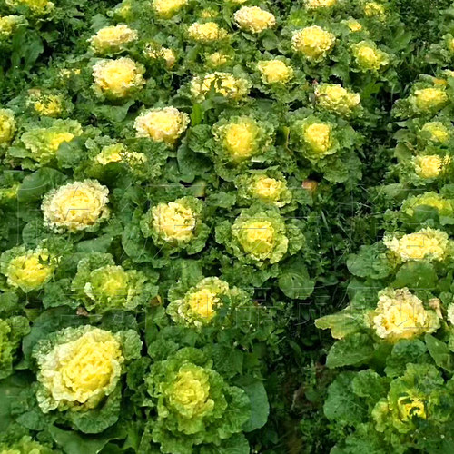 早熟桔心黄大白菜种子耐热耐寒鸡蛋黄种籽春秋季黄芽黄心蔬菜种孑 - 图2
