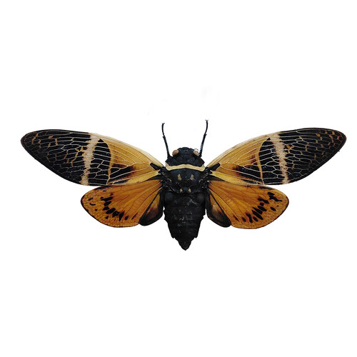 真昆虫甲虫蝴蝶大兜虫金龟子锹甲蝉科天牛未整姿原蝶原虫标本DIY - 图3