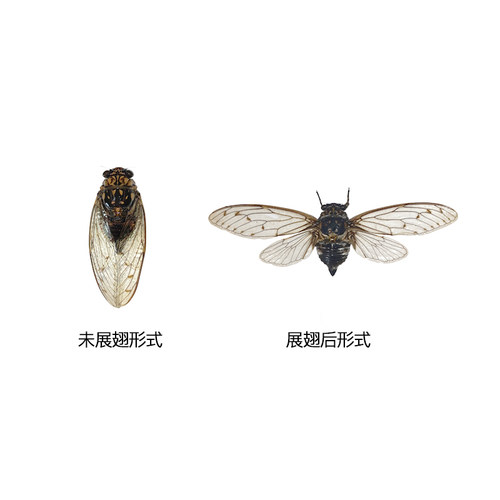 真昆虫甲虫蝴蝶大兜虫金龟子锹甲蝉科天牛未整姿原蝶原虫标本DIY - 图2