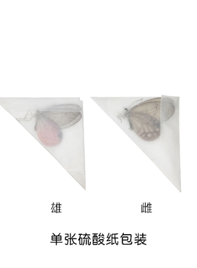 未展翅原蝶玫瑰绡眼蝶DIY材料