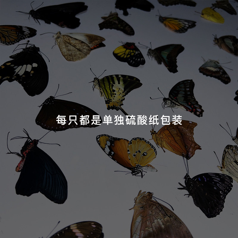 未展翅原蝶标本A1/A-品质DIY手工原材料真蝴蝶三角袋包装单选品种,淘宝优惠券,粉丝福利购,淘宝优惠卷