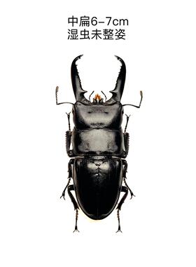 真昆虫未整姿标本锹甲中华大扁锹