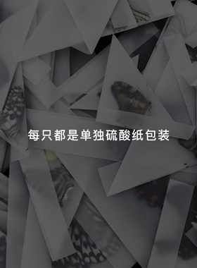 未展翅原蝶手工DIY真蝴蝶原蝶
