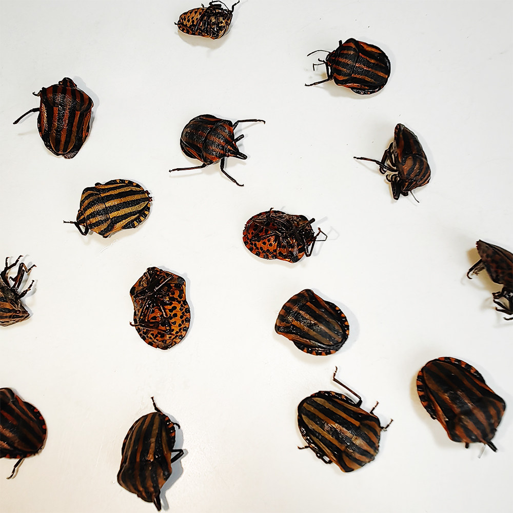 真昆虫未整姿原虫条纹蝽标本湿虫手工DIY造景材料微距科普教育,淘宝优惠券,粉丝福利购,淘宝优惠卷