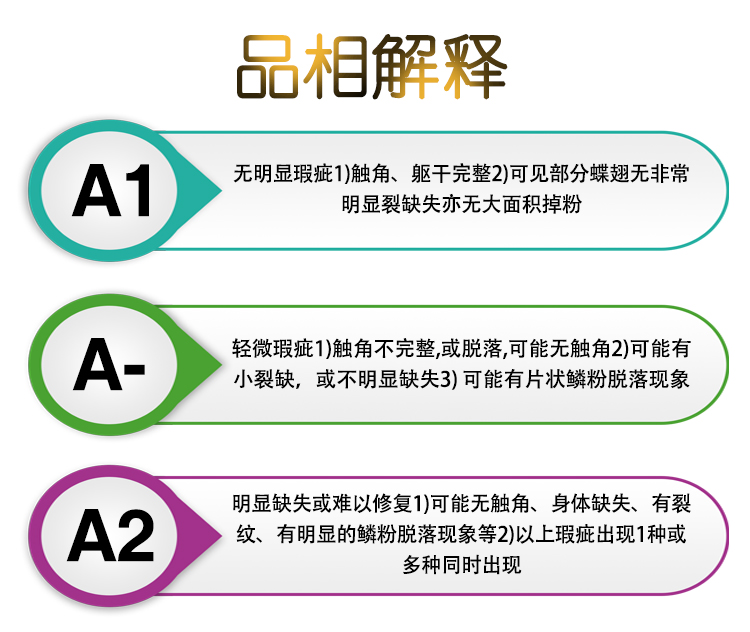 未展翅原蝶A1/A-品质云南红翅尖粉蝶Appias nero真蝴蝶标本装饰画 - 图0