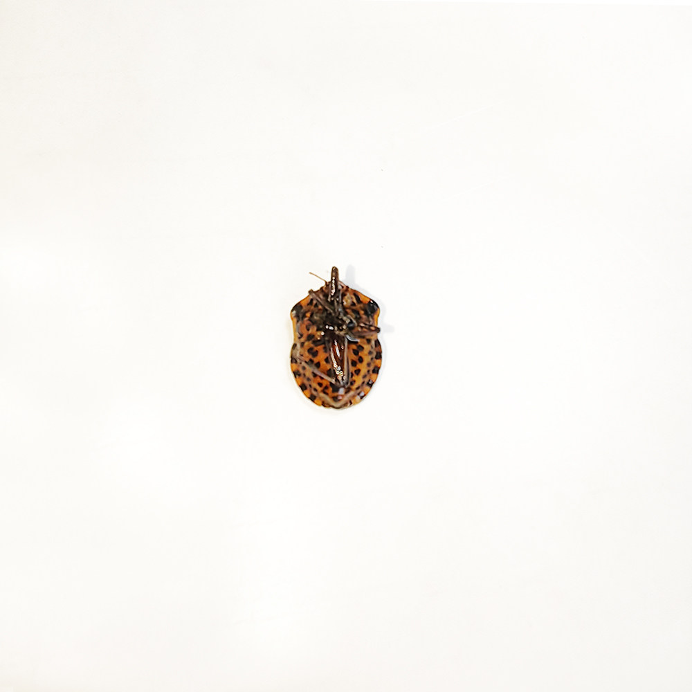 真昆虫未整姿原虫条纹蝽标本湿虫手工DIY造景材料微距科普教育,淘宝优惠券,粉丝福利购,淘宝优惠卷