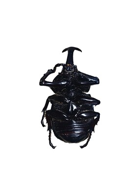 独角仙标本原虫未整姿甲虫