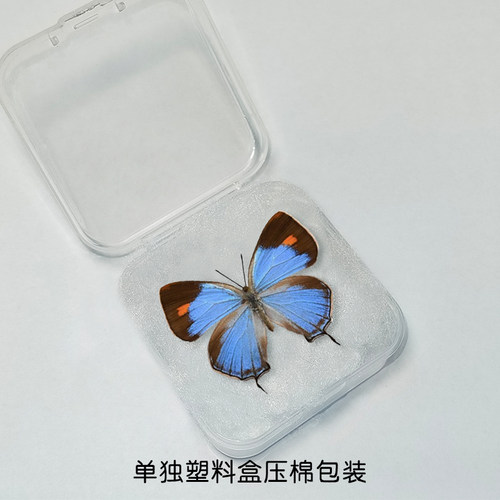 灰蝶标本已展何华灰蝶标本diy手工制作小蝴蝶压棉发货简装 - 图1