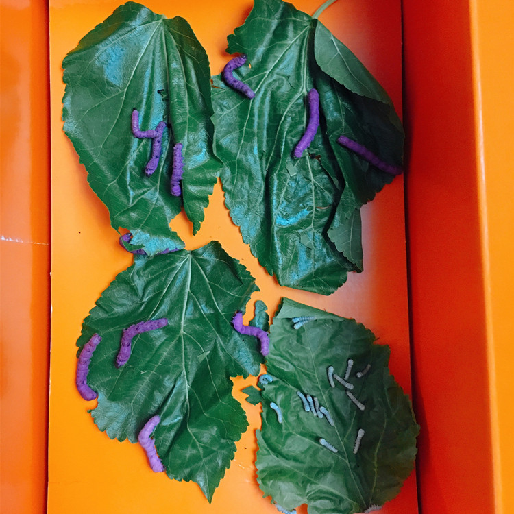 彩色蚕宝宝专用饲料蚕卵彩蚕饲料彩色蚕饲料蓝红紫黄色饲料包邮