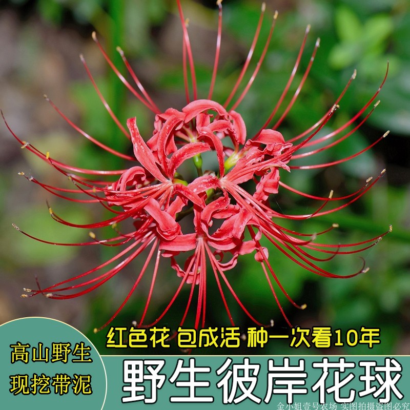 贵州高山阳台石蒜苗彼岸花绿植花卉曼珠沙华室内植物盆栽带泥发 - 图0