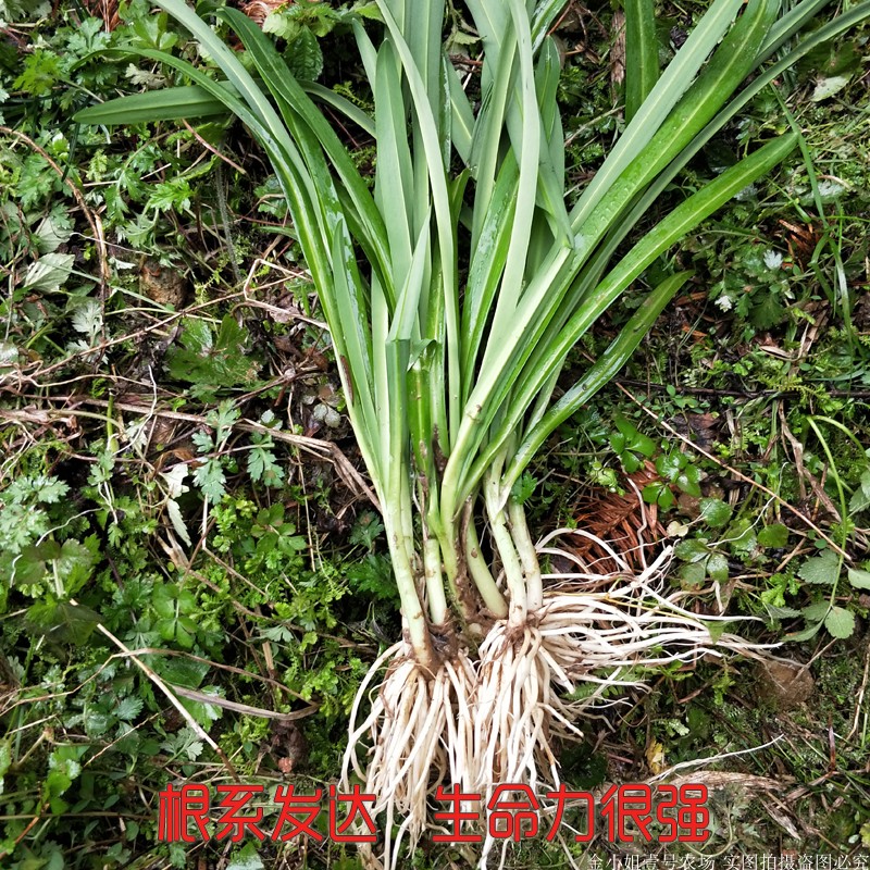 韭菜根苗花卉绿植贵州正宗宽叶韭观音石韭菜新鲜野菜大叶阳台植物 - 图2