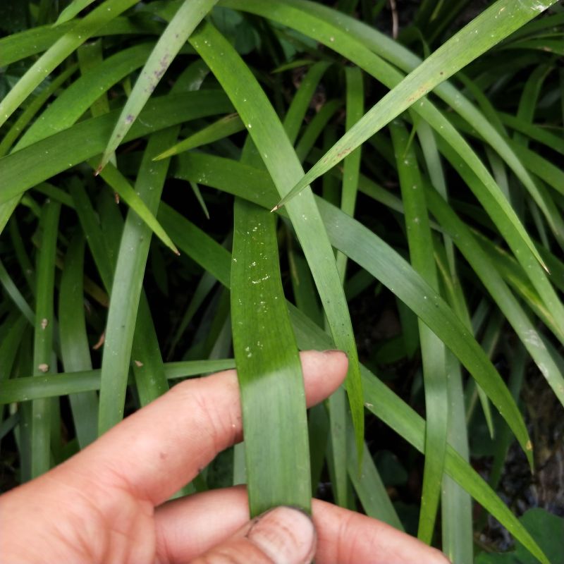 贵州山奈五香草茴香菖蒲随手香室内盆景绿植大料去腥增香草带根 - 图0