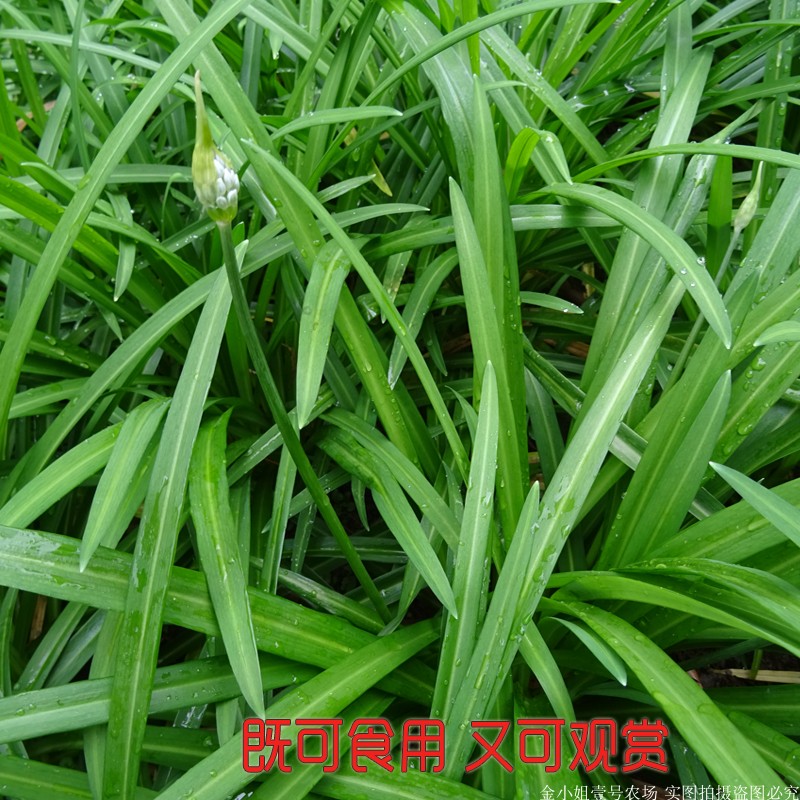 韭菜根苗花卉绿植贵州正宗宽叶韭观音石韭菜新鲜野菜大叶阳台植物 - 图1