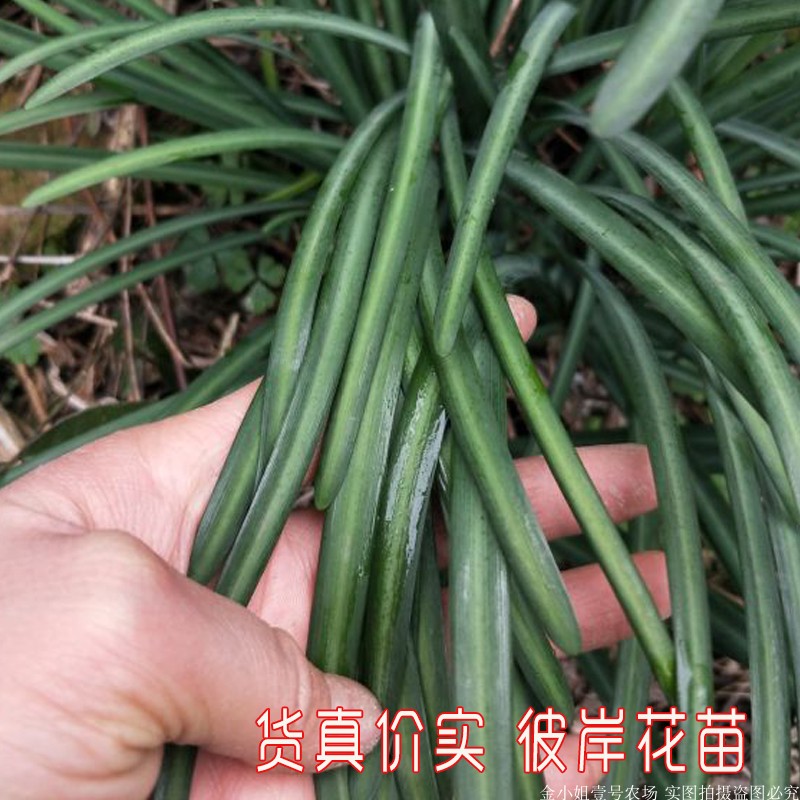 贵州高山阳台石蒜苗彼岸花绿植花卉曼珠沙华室内植物盆栽带泥发 - 图3