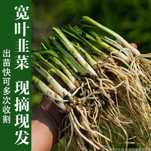 贵州野韭菜根苗宽叶大叶韭菜老品种石韭菜农家韭菜食用观赏好种 - 图2