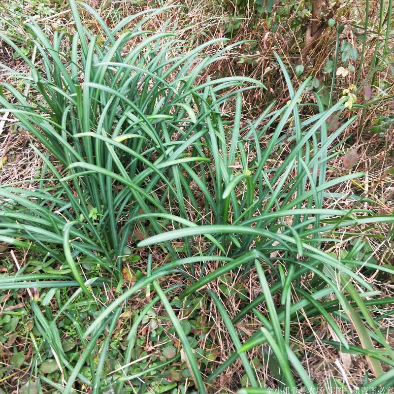 贵州高山阳台石蒜苗彼岸花绿植花卉曼珠沙华室内植物盆栽带泥发 - 图2