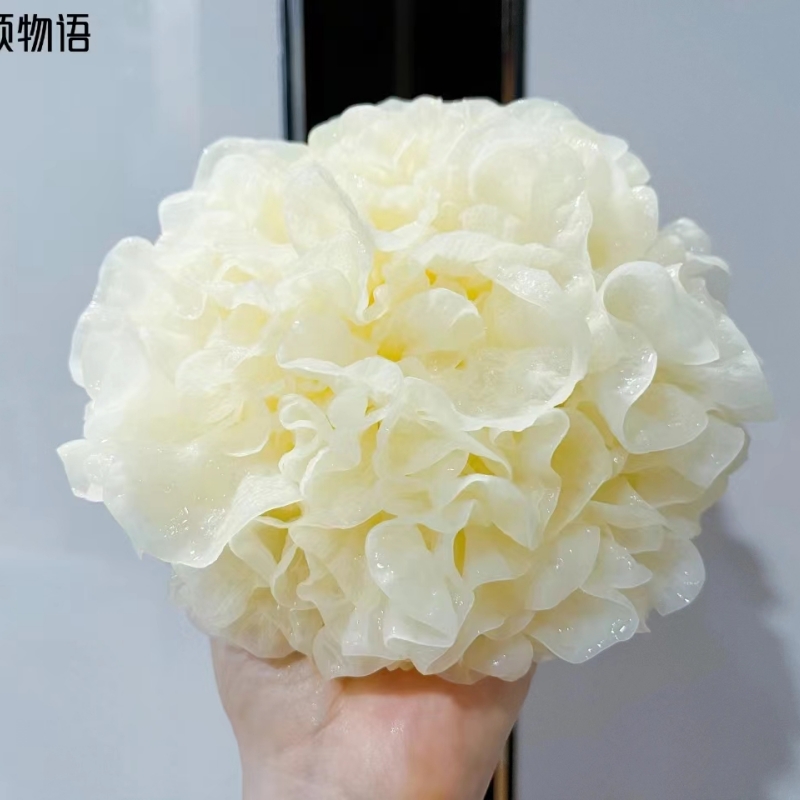 辰颐物语福建古田新鲜银耳湿鲜活白木雪耳出胶软糯6朵720g非干货 - 图2