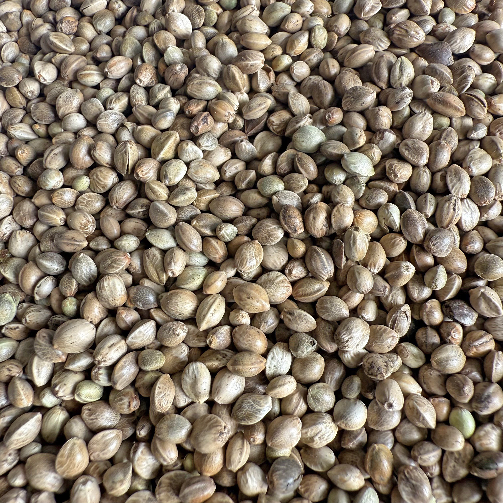 麻子 麻籽 火麻仁 鹦鹉鸟食鸟粮饲料仓鼠粮鸽粮 小太阳和尚线麻子 - 图0