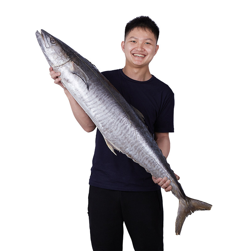 海南马鲛鱼新鲜鲅鱼冷冻深海马交鱼整条切片3斤礼盒装顺丰包邮