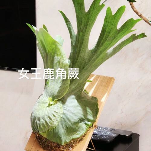 女王鹿角蕨板植何其美象耳马圆鹿角蕨热植推荐挂板鹿角蕨板植成品 - 图0