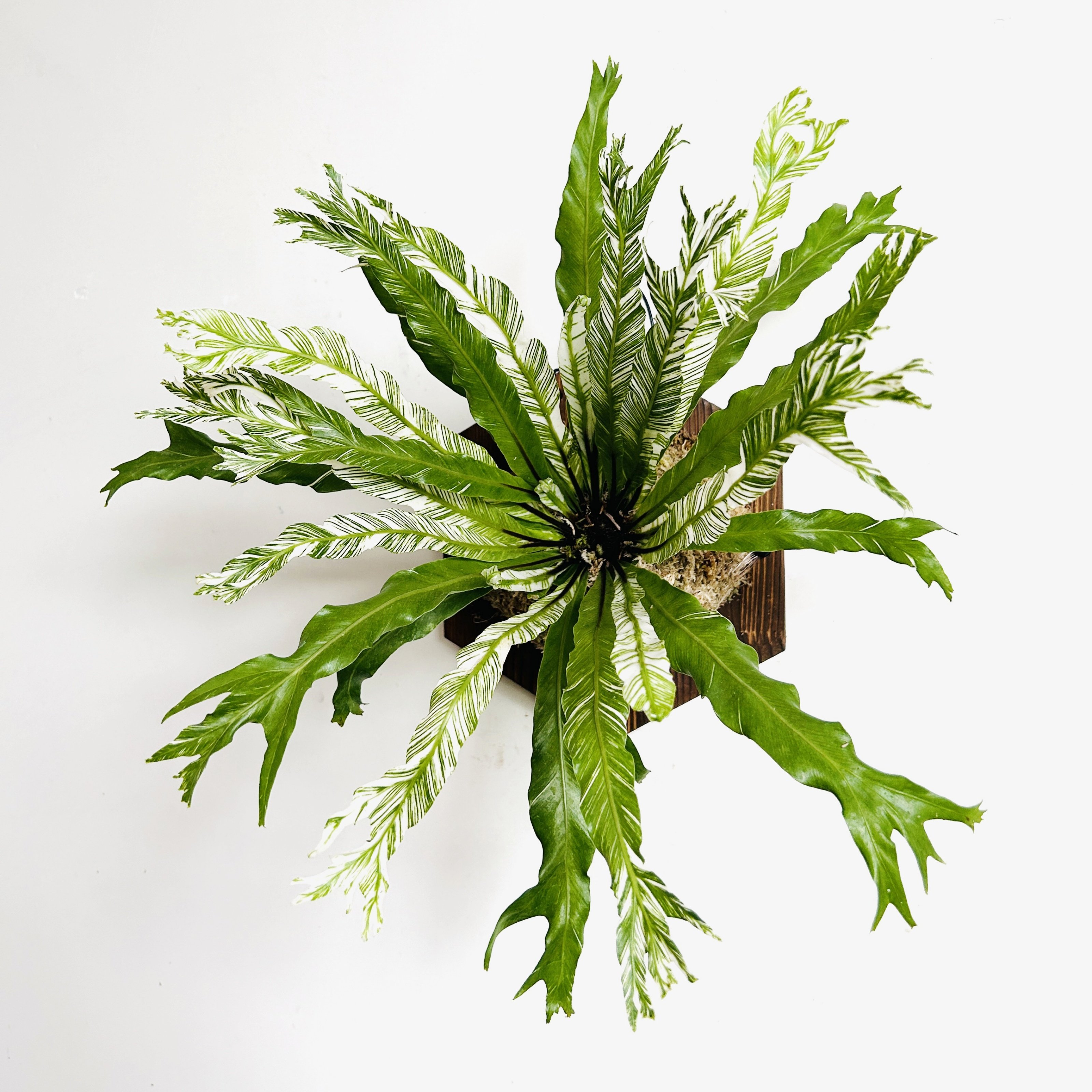 花叶白锦鸟巢蕨白月光挂板挂墙绿植苔藓蕨类植物盆栽水培垂吊壁挂,淘宝优惠券,粉丝福利购,淘宝优惠卷