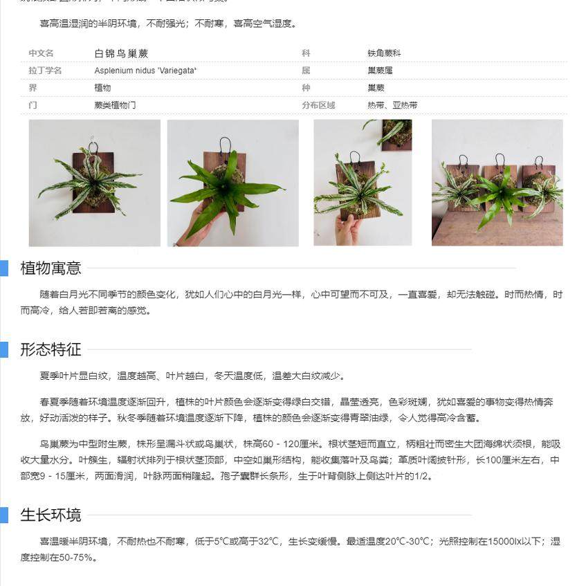 花叶白锦鸟巢蕨白月光挂板挂墙绿植苔藓蕨类植物盆栽水培垂吊壁挂,淘宝优惠券,粉丝福利购,淘宝优惠卷