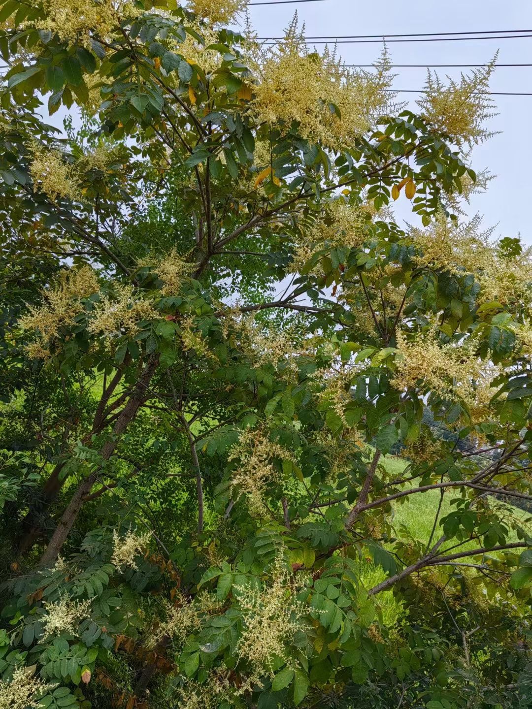 新鲜天然五味子花粉 五倍子食用蜂花粉正品 农家自产