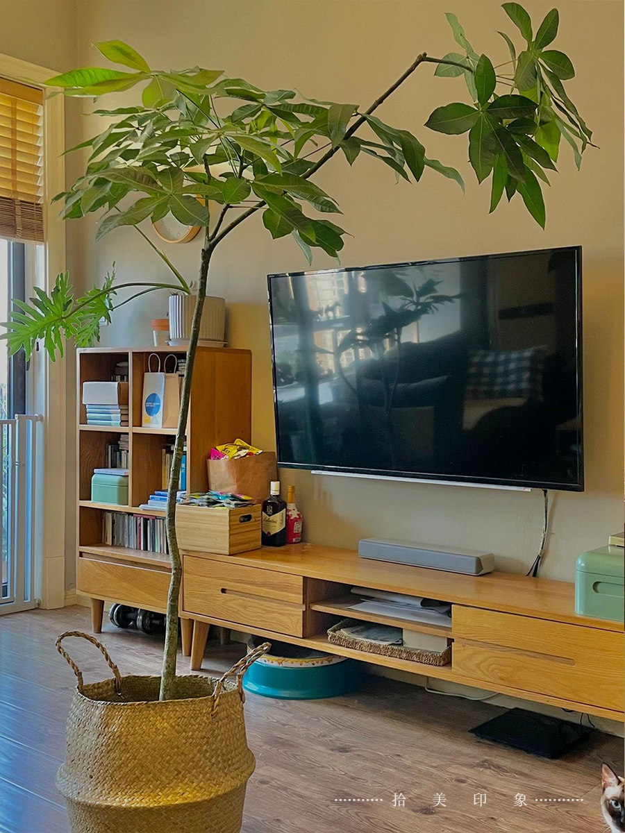 大型室内绿植幸福树盆栽客厅净化空气原生发财树阳台庭院造型盆景,淘宝优惠券,粉丝福利购,淘宝优惠卷