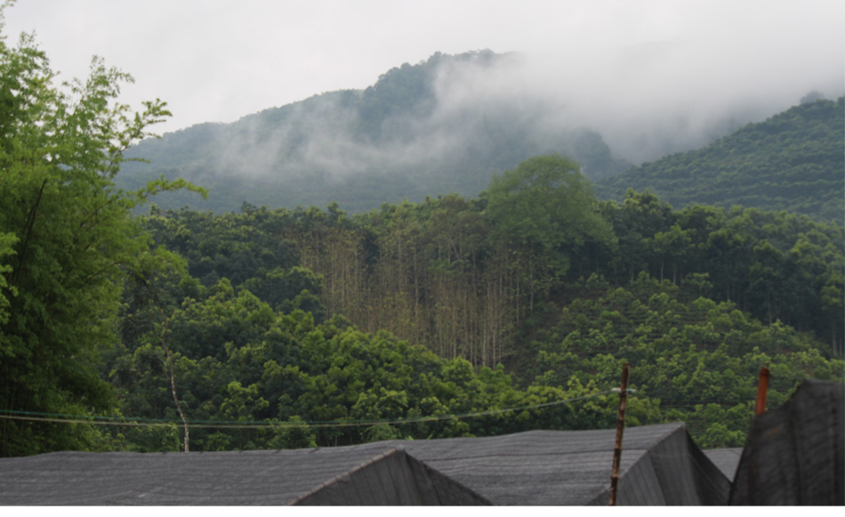 7年基地石斛世家云南铁皮石斛枫斗干条石斛粉100克胜霍山雁荡山-图2