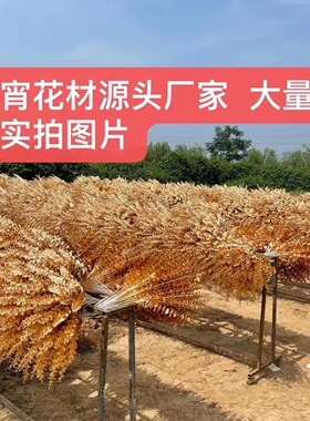 尤加利过年红色冬青婚庆金色花材
