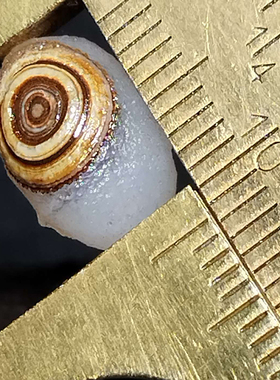 玛瑙天然戈壁原石四子王旗眼睛石