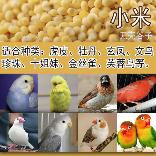 包邮 无壳谷子小米文鸟珍珠鸟虎皮鹦鹉鸟食鸟粮饲料黄小米450克 - 图0